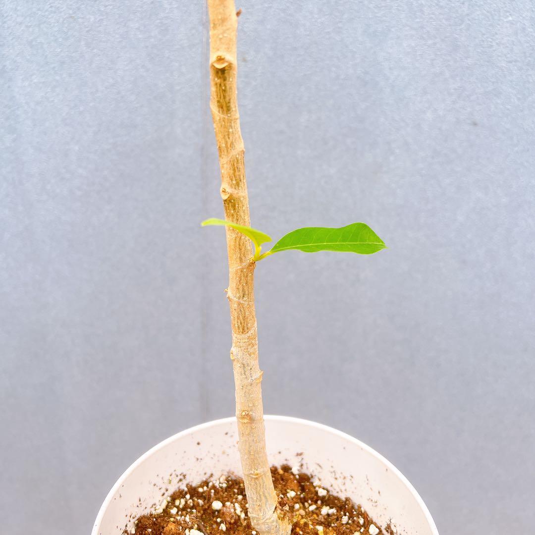 現品　キンコウボク　金厚朴　希少　86番　観葉植物　植木　インテリアグリーン