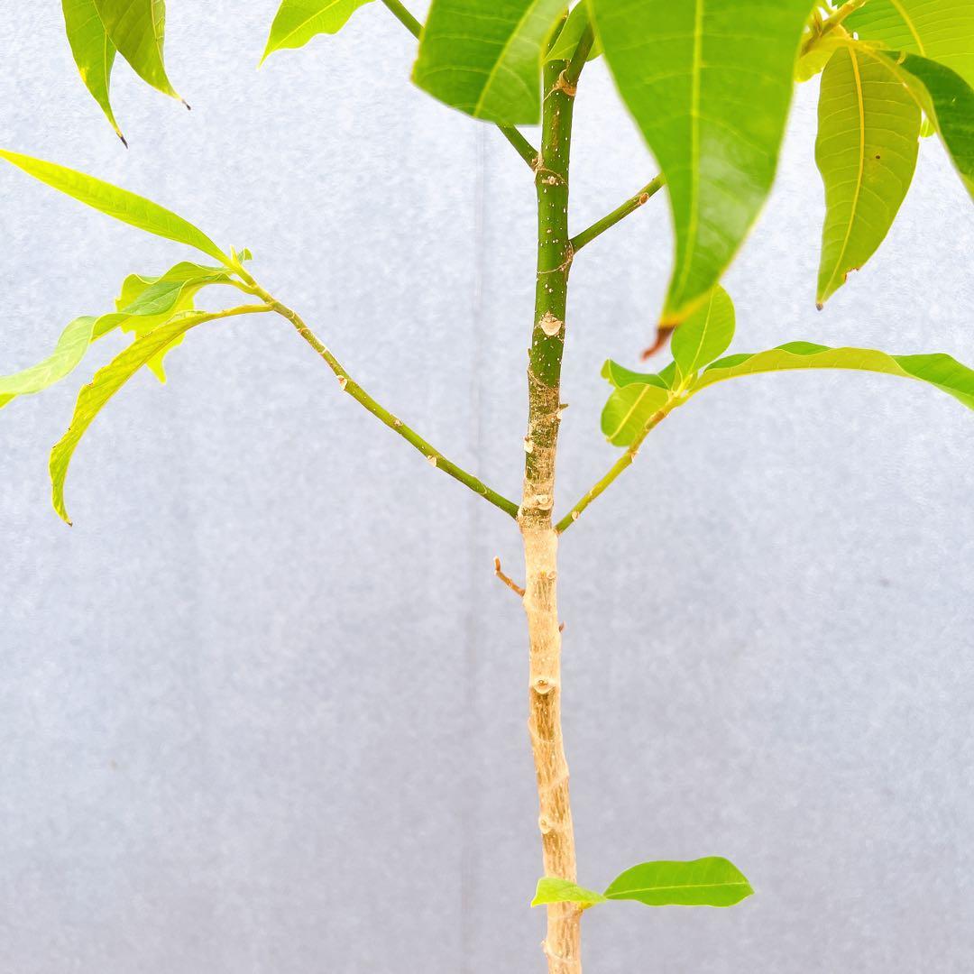 現品　キンコウボク　金厚朴　希少　86番　観葉植物　植木　インテリアグリーン