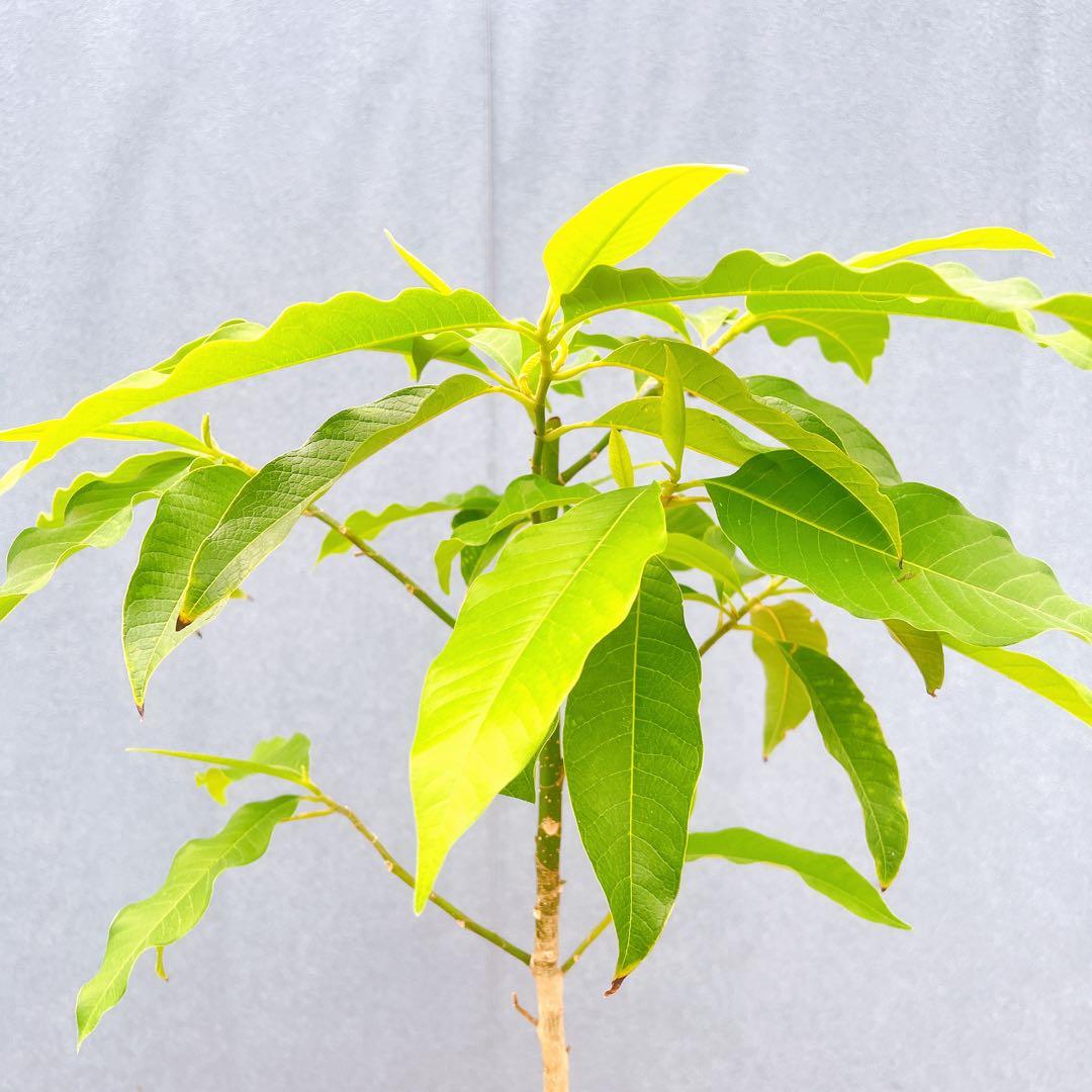 現品　キンコウボク　金厚朴　希少　86番　観葉植物　植木　インテリアグリーン