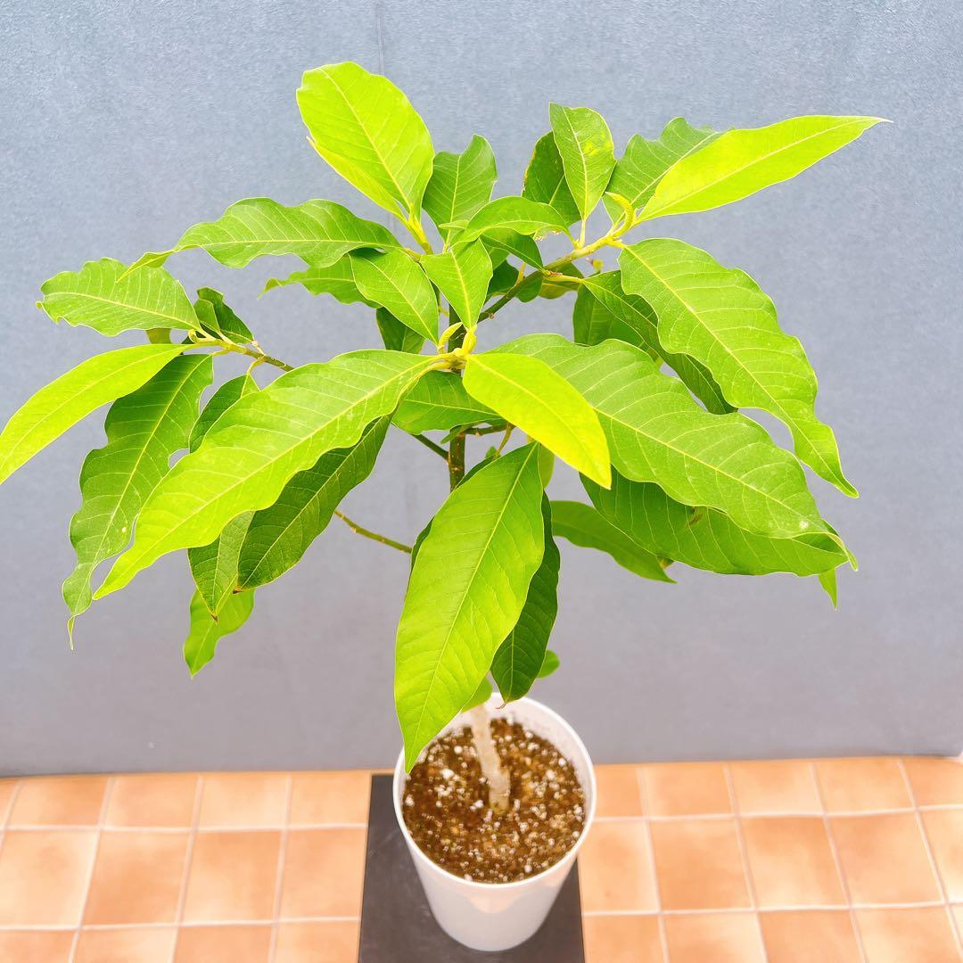 現品　キンコウボク　金厚朴　希少　86番　観葉植物　植木　インテリアグリーン