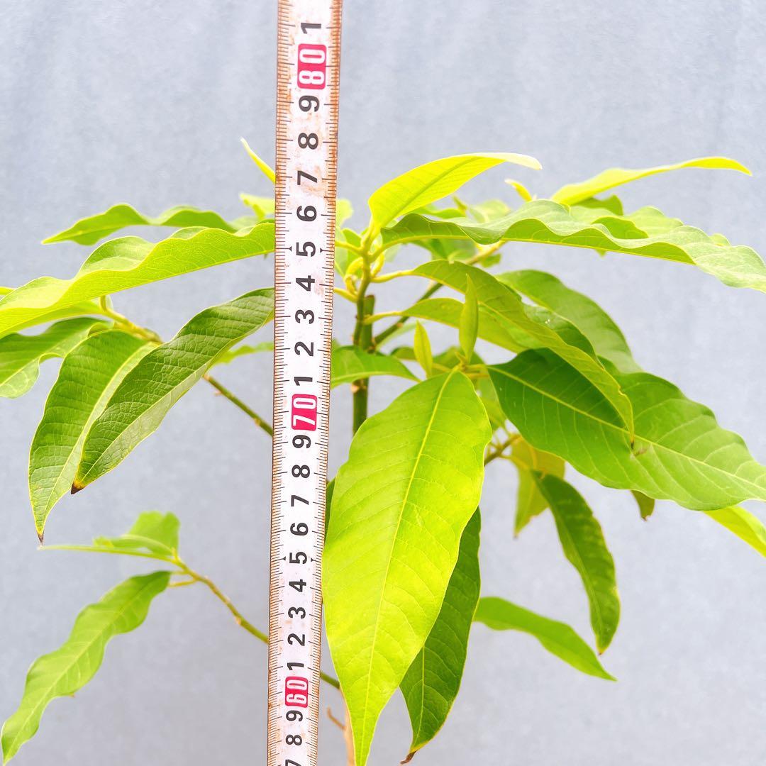 現品　キンコウボク　金厚朴　希少　86番　観葉植物　植木　インテリアグリーン