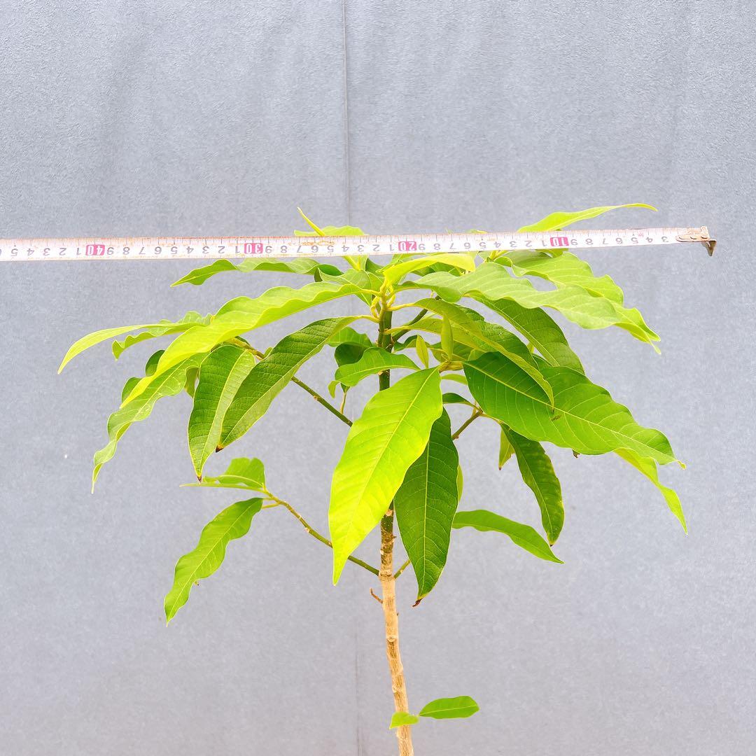 現品　キンコウボク　金厚朴　希少　86番　観葉植物　植木　インテリアグリーン