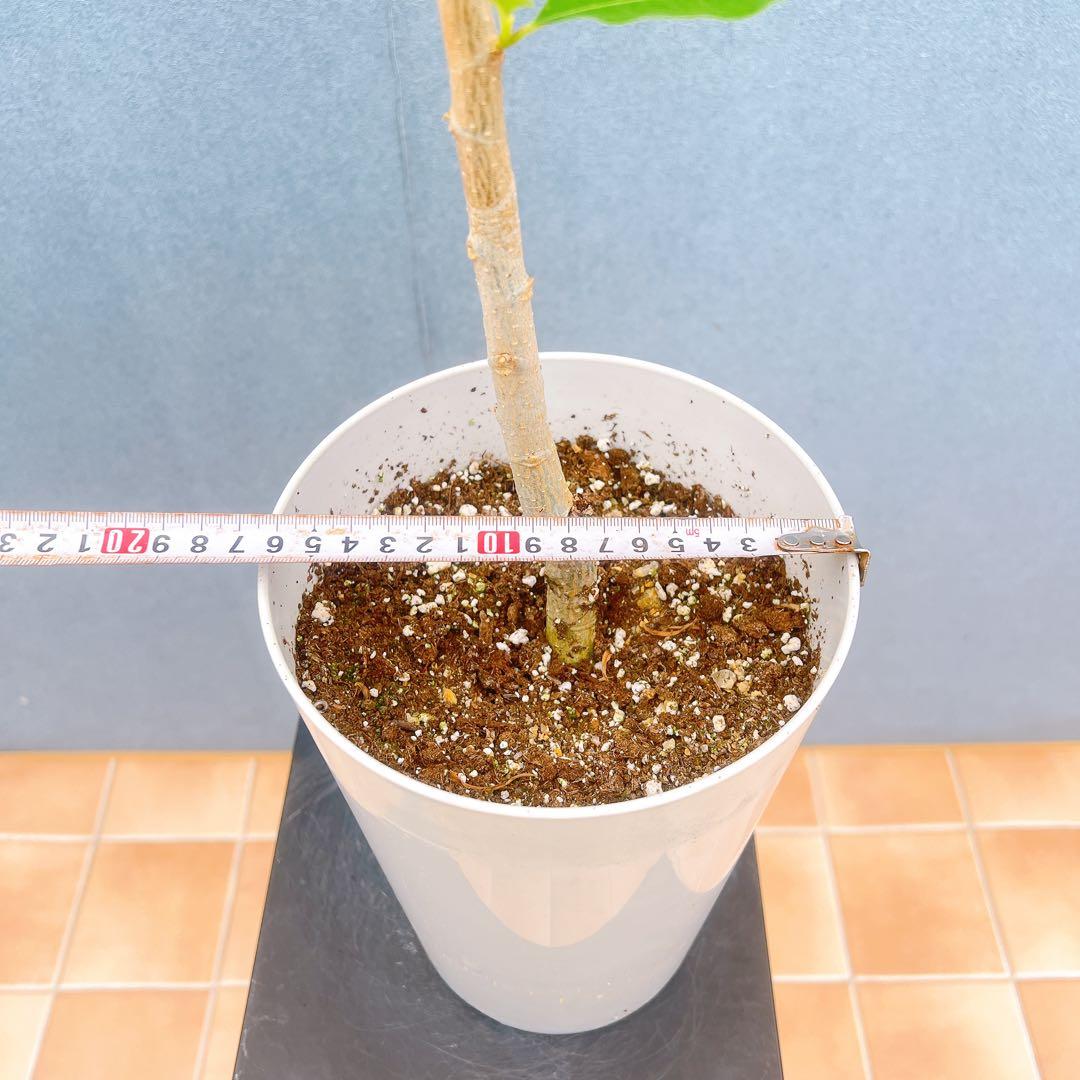 現品　キンコウボク　金厚朴　希少　86番　観葉植物　植木　インテリアグリーン