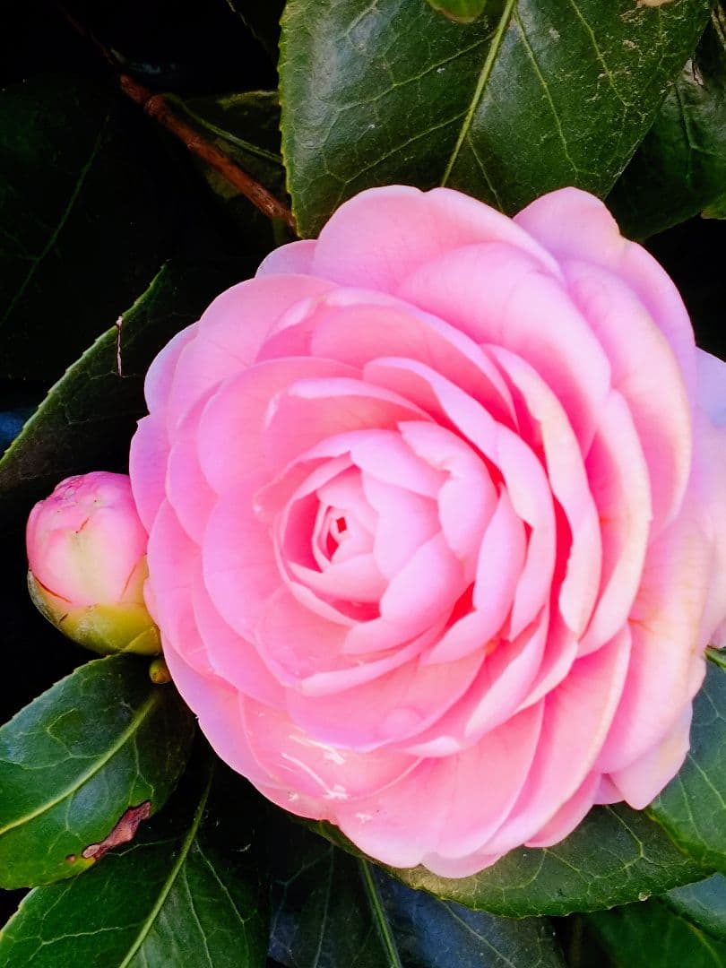 Canon IXY 200 コンパクトデジタルカメラ レッド