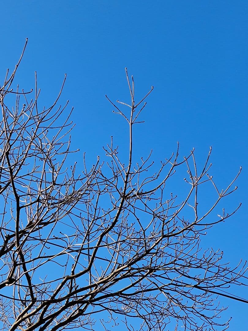 Canon IXY 200 コンパクトデジタルカメラ レッド