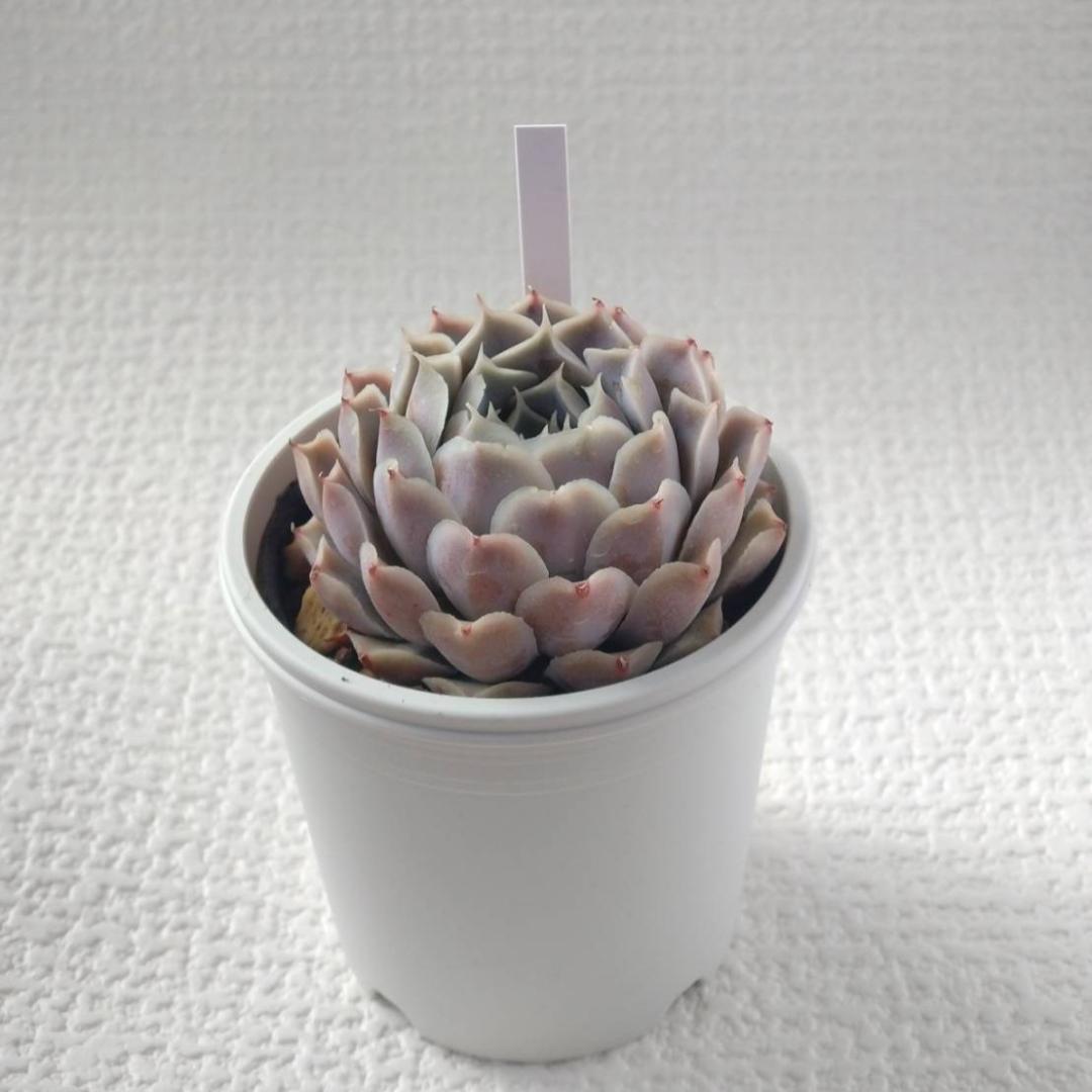 【オークション】実生苗　ラパス交配　エケベリア　多肉植物　➁