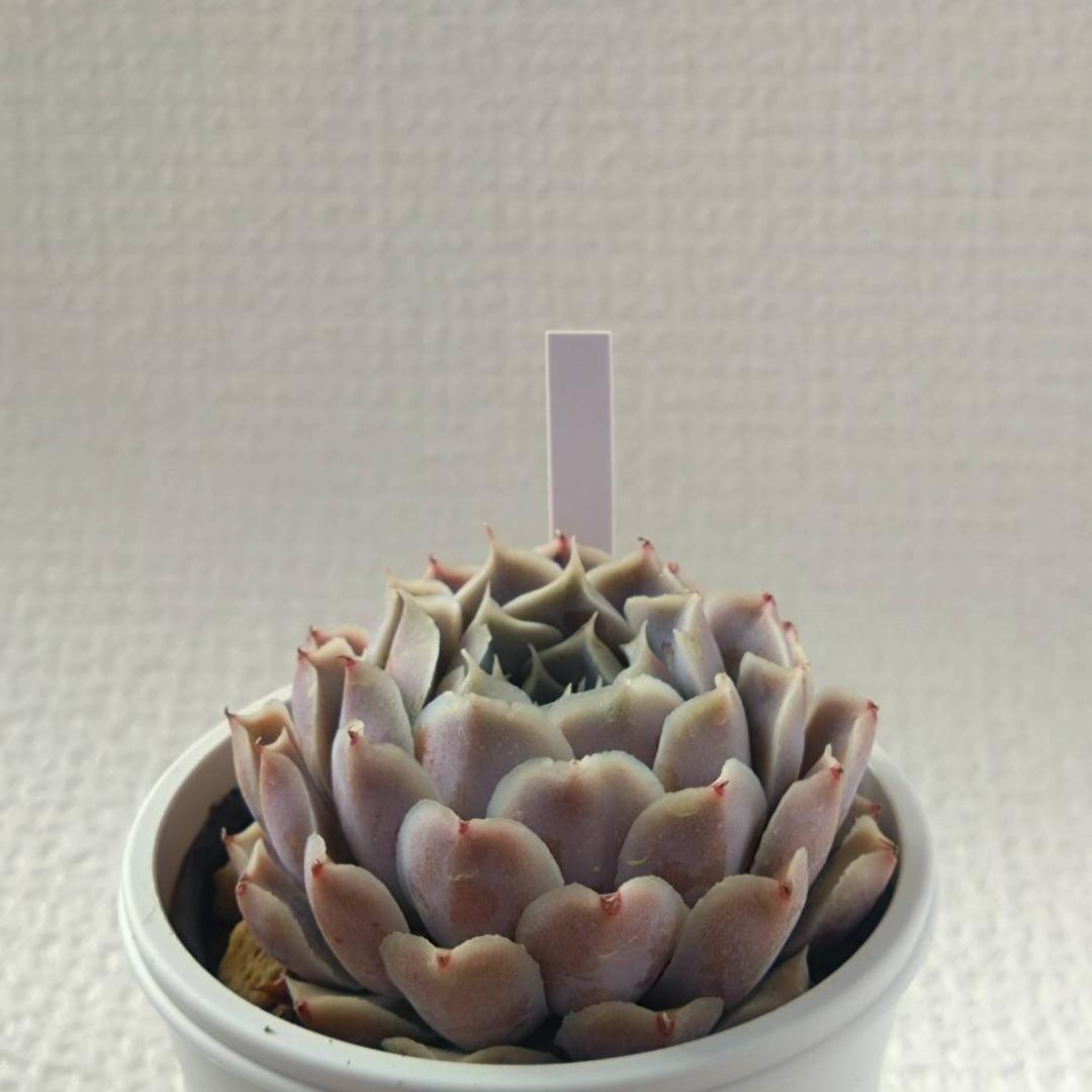 【オークション】実生苗　ラパス交配　エケベリア　多肉植物　➁