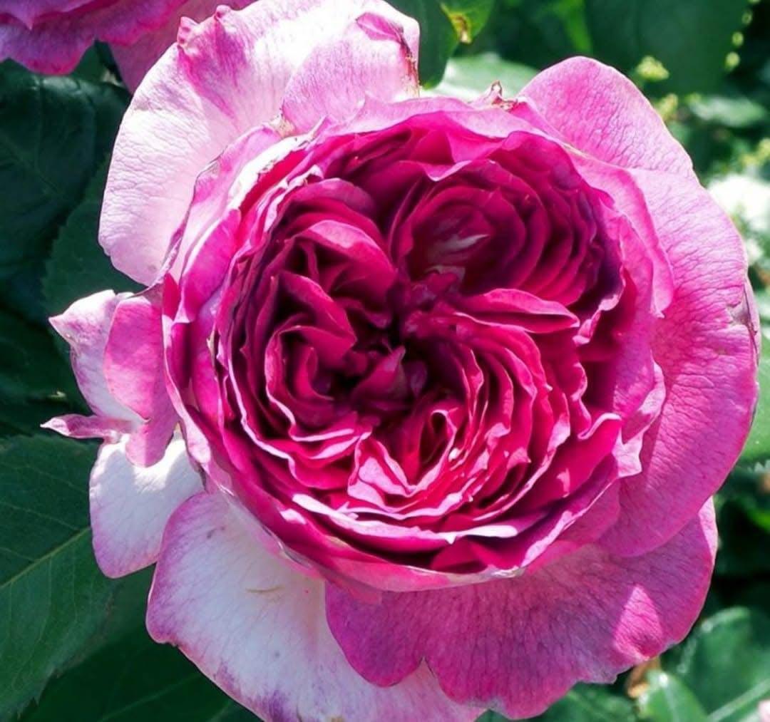 花苗　バラ苗　レア品種　Thierry M… rose