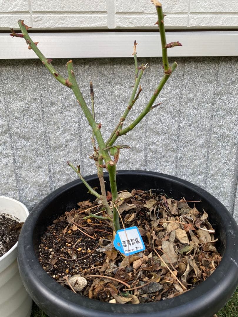 花苗　バラ苗　レア品種　Thierry M… rose