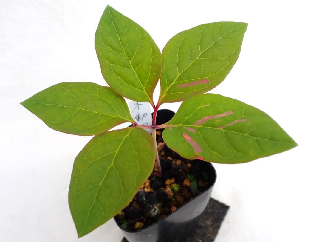 山野草　斑入りヤマシャクヤク　白三光斑　”不動”　実生 ②