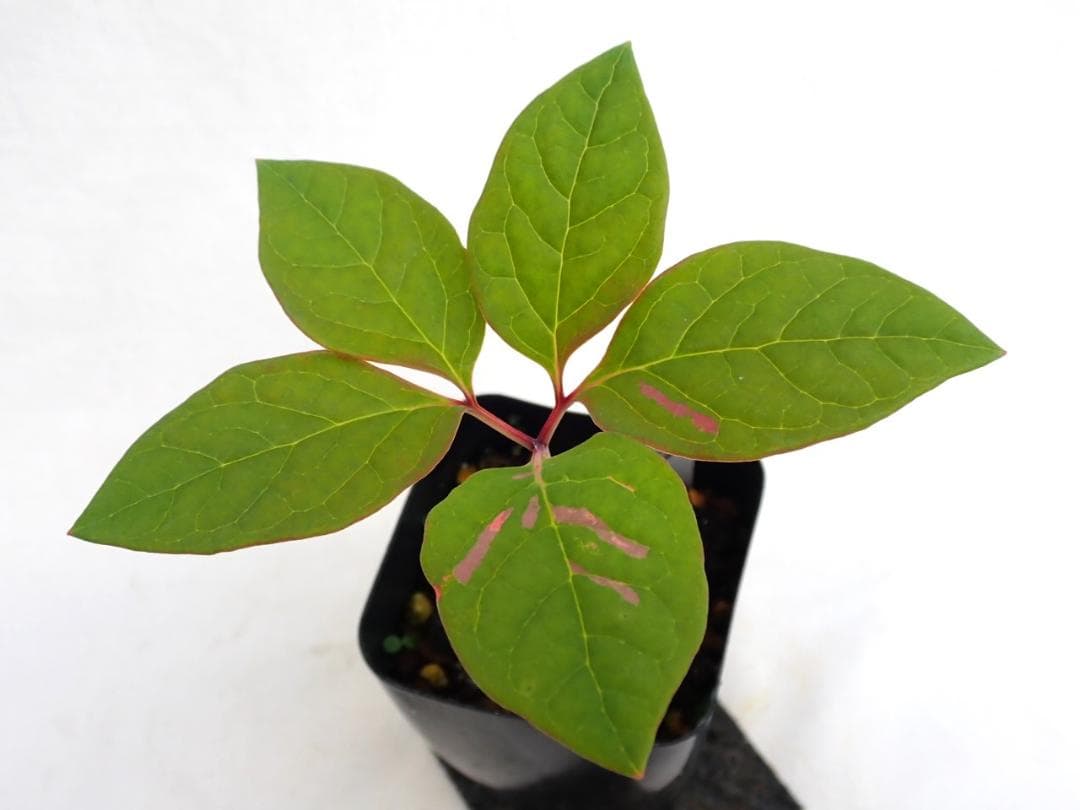 山野草　斑入りヤマシャクヤク　白三光斑　”不動”　実生 ②