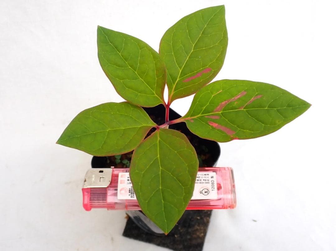 山野草　斑入りヤマシャクヤク　白三光斑　”不動”　実生 ②