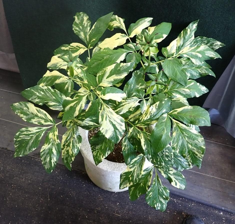 山野草　斑入りヤマシャクヤク　白三光斑　”不動”　実生 ②