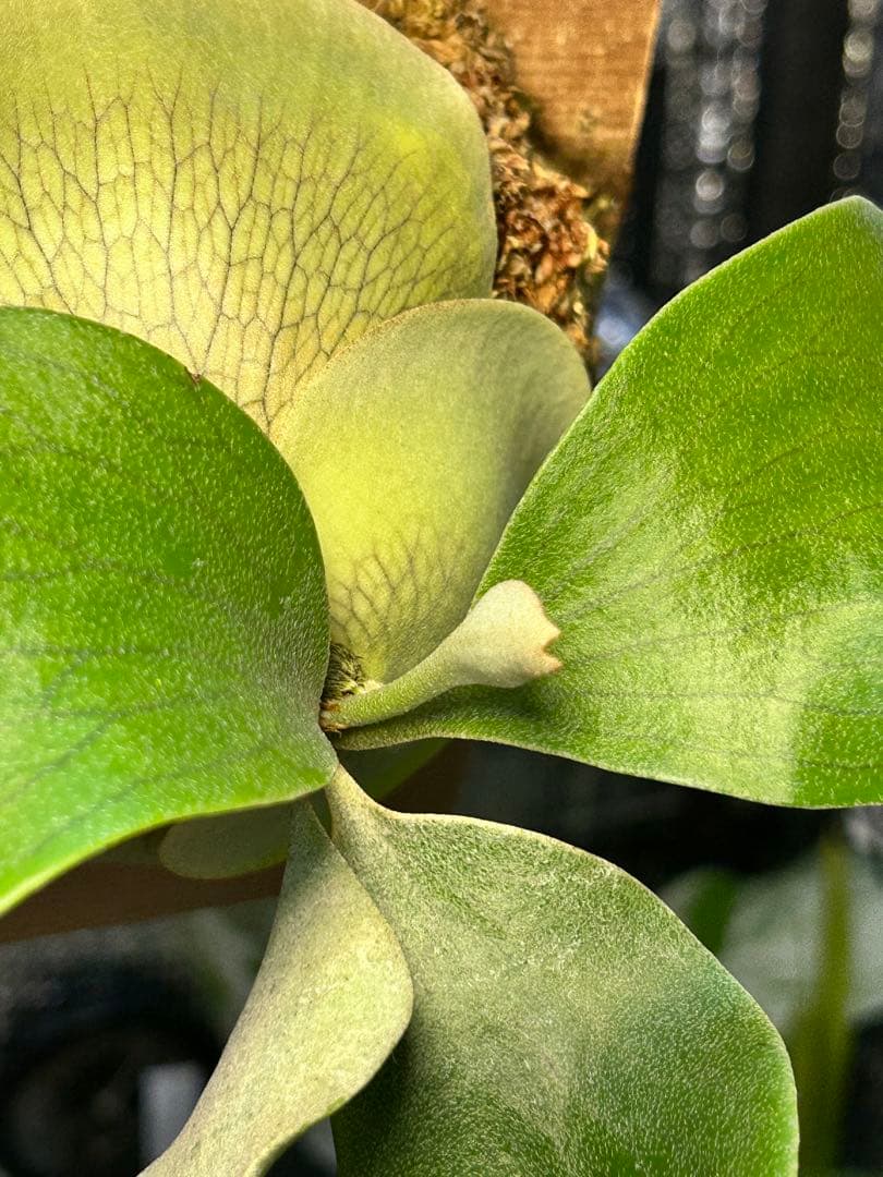 【速達】ビカクシダ ヒリー キリン【OC】