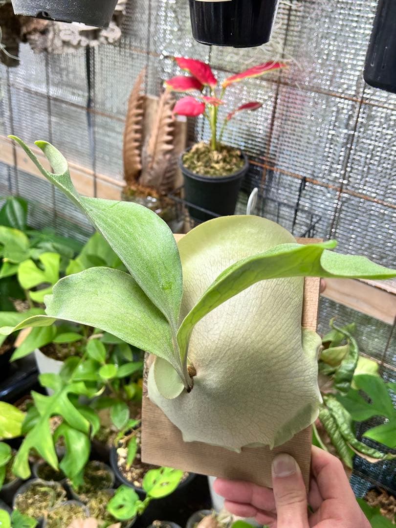 【速達】ビカクシダ ヒリー キリン【OC】