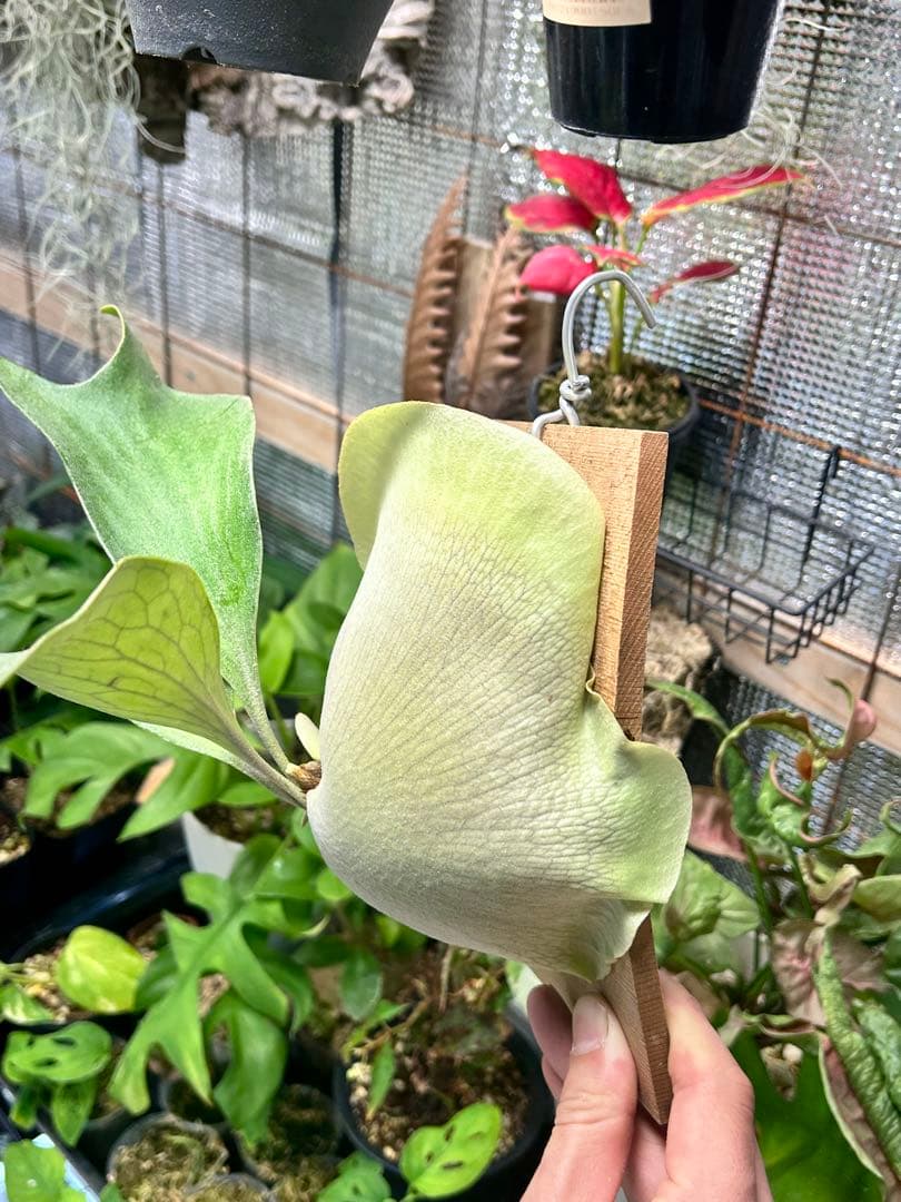 【速達】ビカクシダ ヒリー キリン【OC】