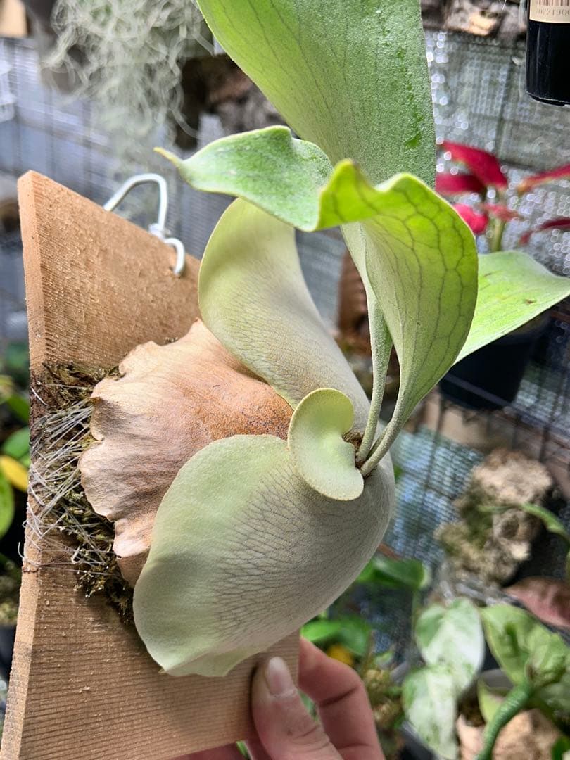 【速達】ビカクシダ ヒリー キリン【OC】