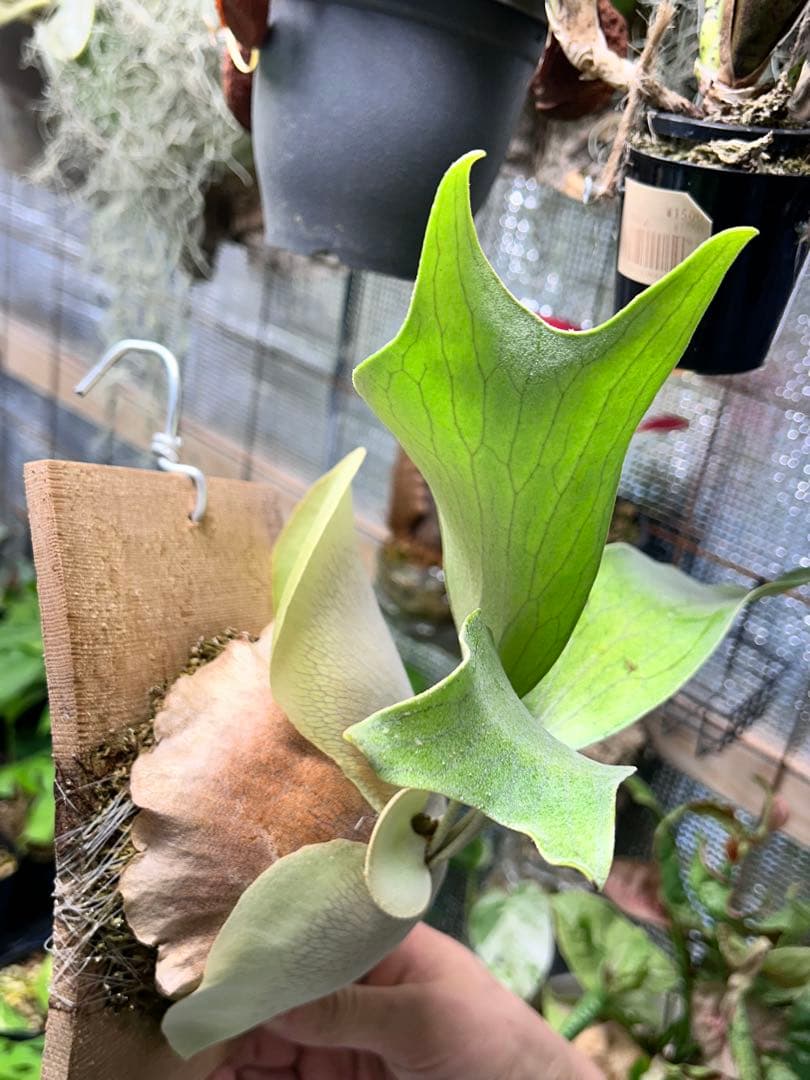 【速達】ビカクシダ ヒリー キリン【OC】