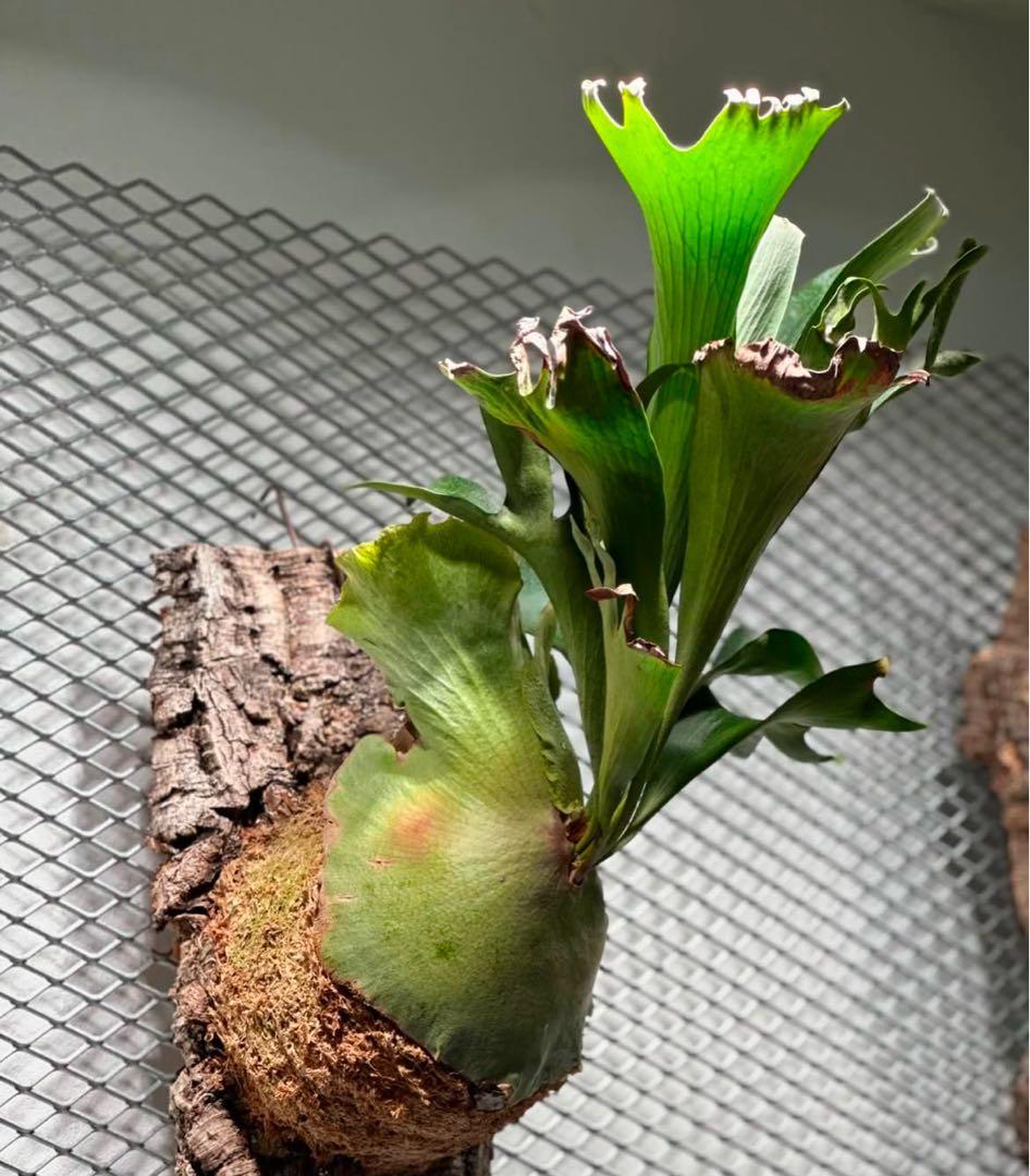 【速達】ビカクシダ ヒリー キリン【OC】