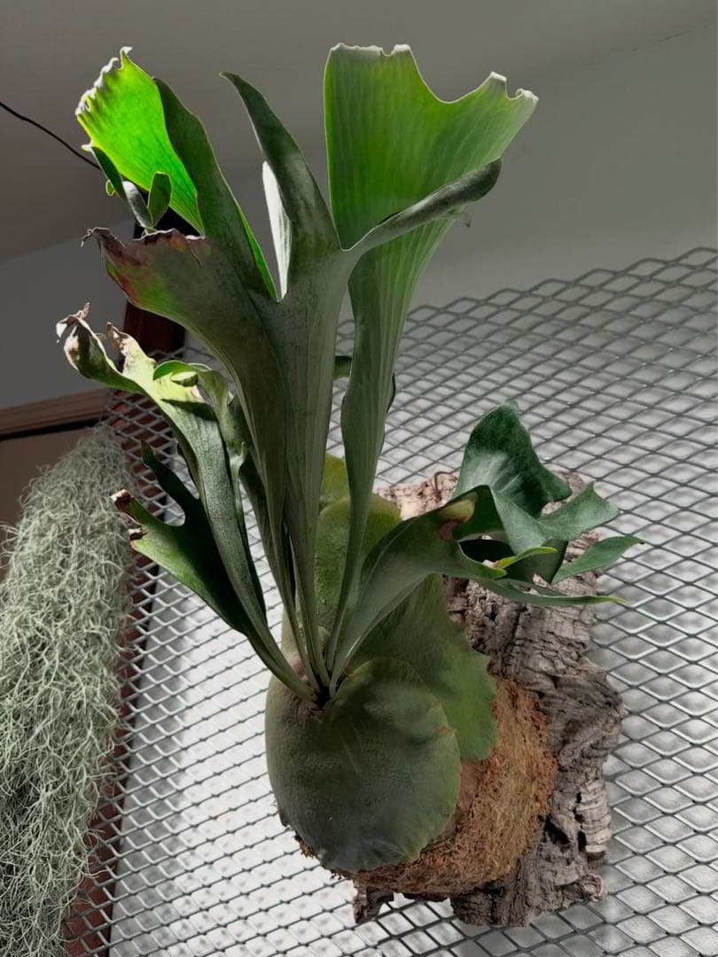 【速達】ビカクシダ ヒリー キリン【OC】