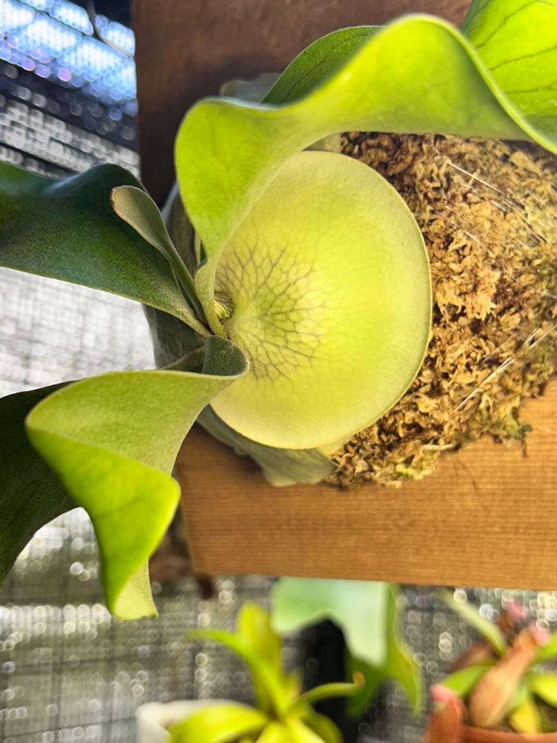 【速達】ビカクシダ ヒリー キリン【OC】