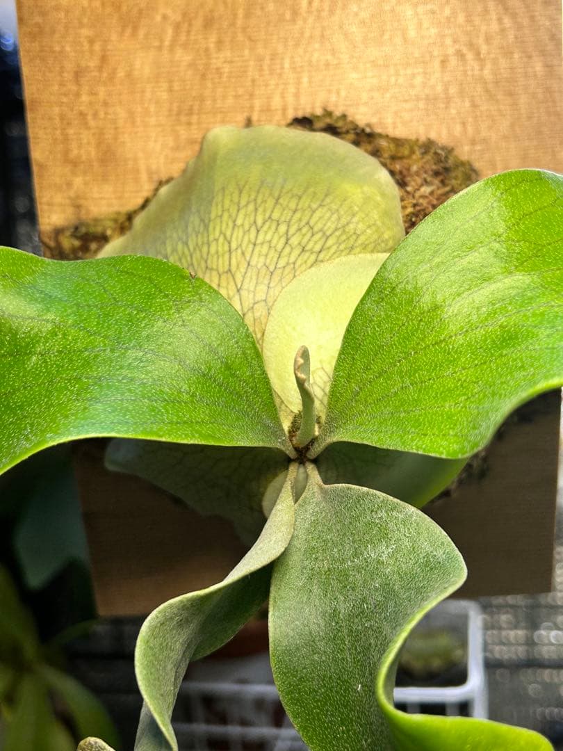 【速達】ビカクシダ ヒリー キリン【OC】