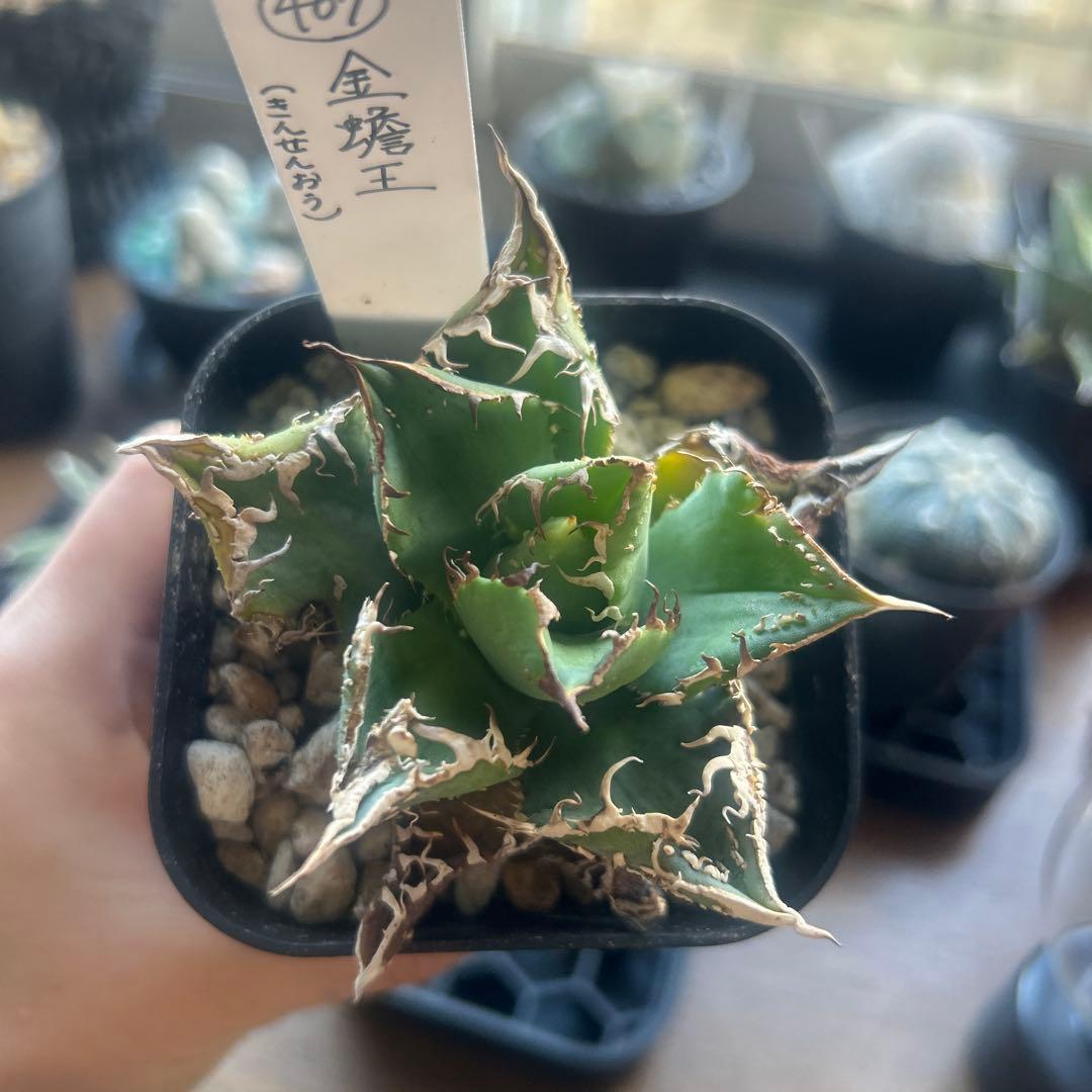 アガベ　金せん王