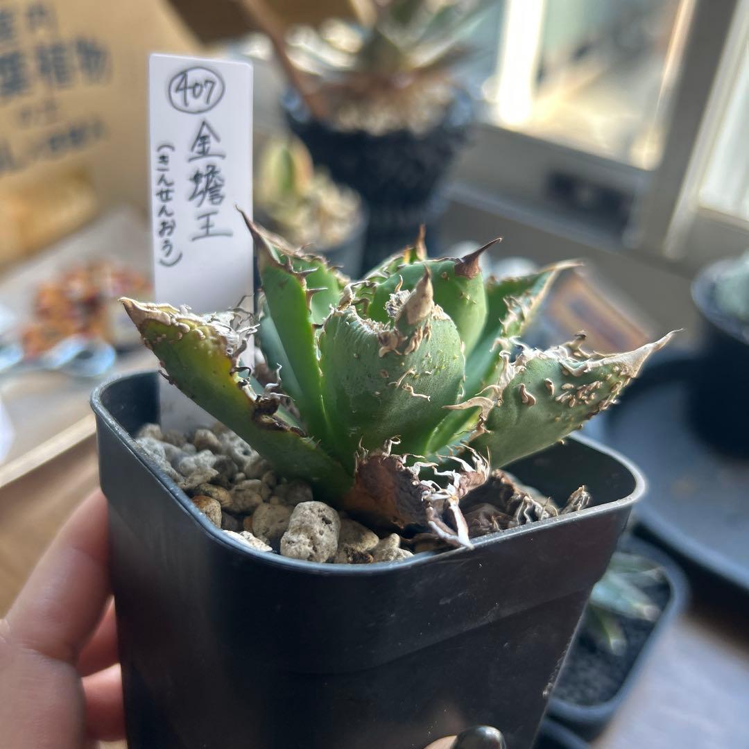 アガベ　金せん王