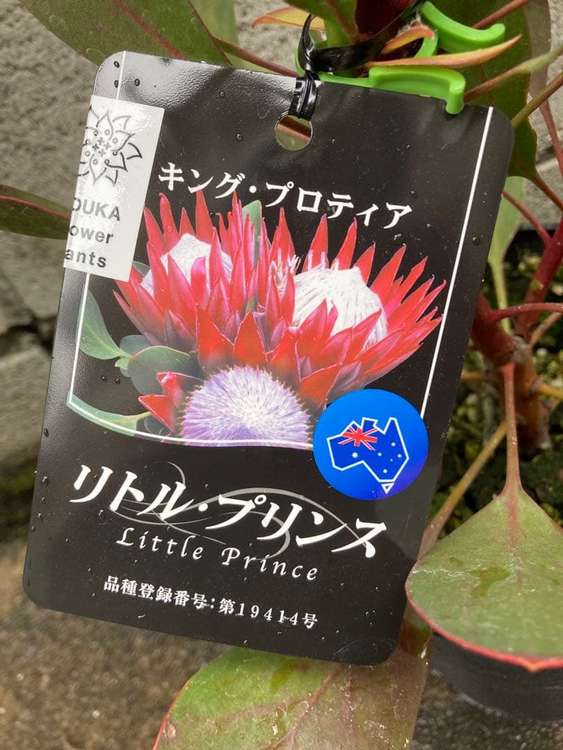 キングプロテア リトルプリンス