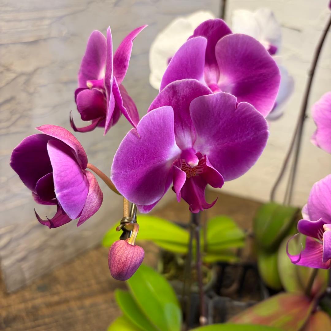 ゴ*マ様 胡蝶蘭　8ポット　ファレノプシス　ノーマルスケール