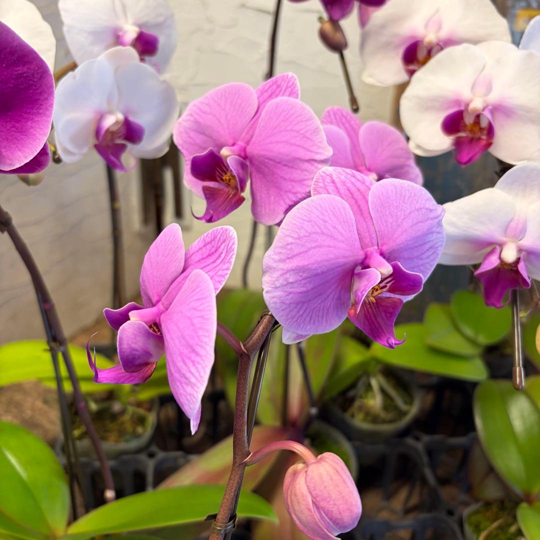 ゴ*マ様 胡蝶蘭　8ポット　ファレノプシス　ノーマルスケール