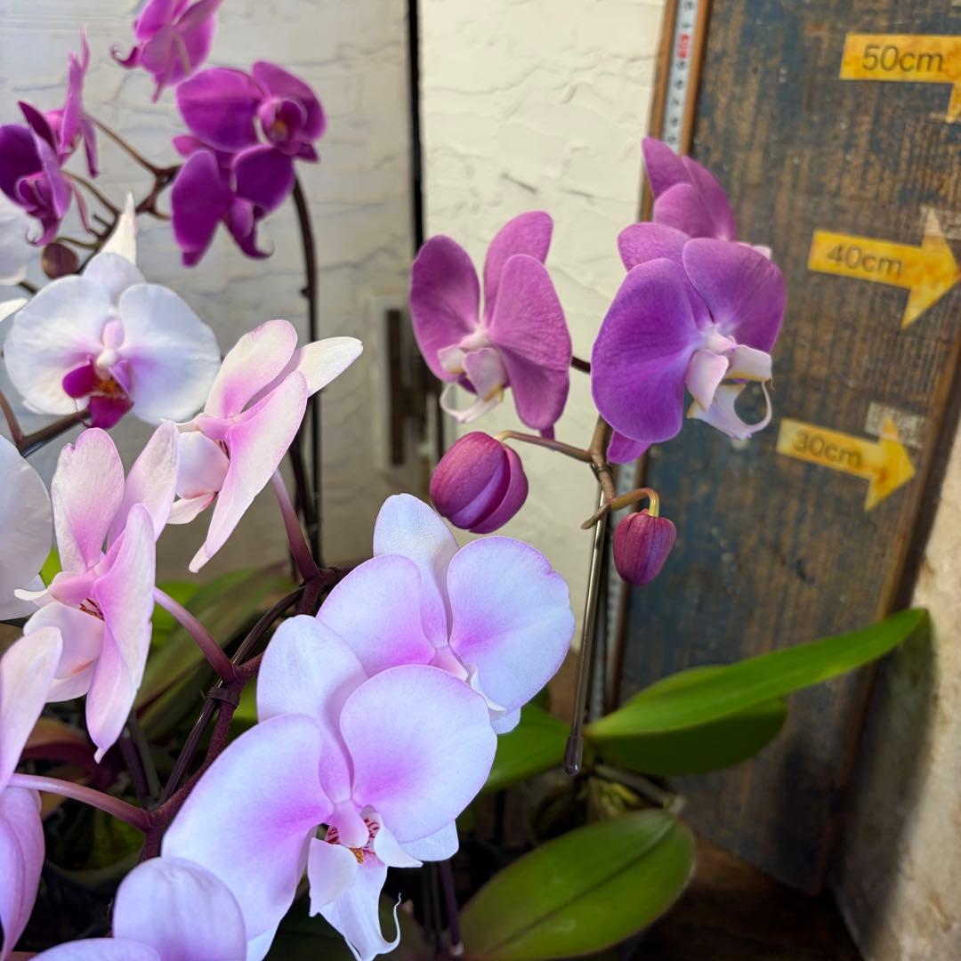 ゴ*マ様 胡蝶蘭　8ポット　ファレノプシス　ノーマルスケール