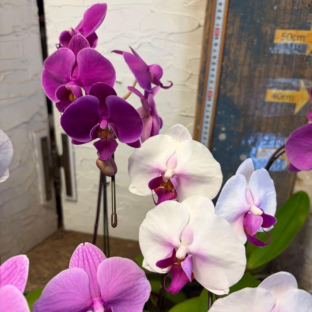 ゴ*マ様 胡蝶蘭　8ポット　ファレノプシス　ノーマルスケール