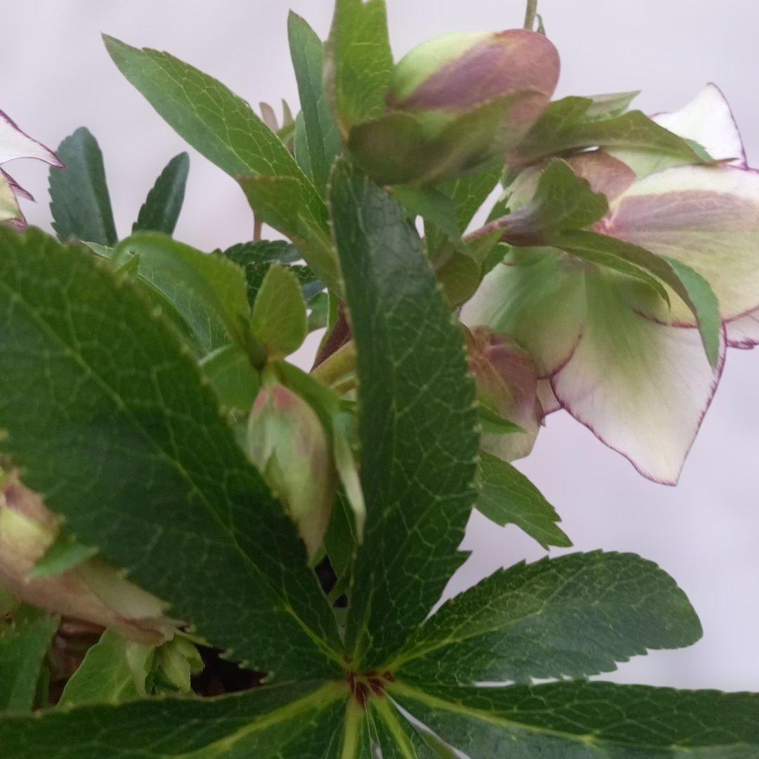 金曜日まで！値下げ！素敵なピコティフリンジ♪クリスマスローズ、大苗、開花株