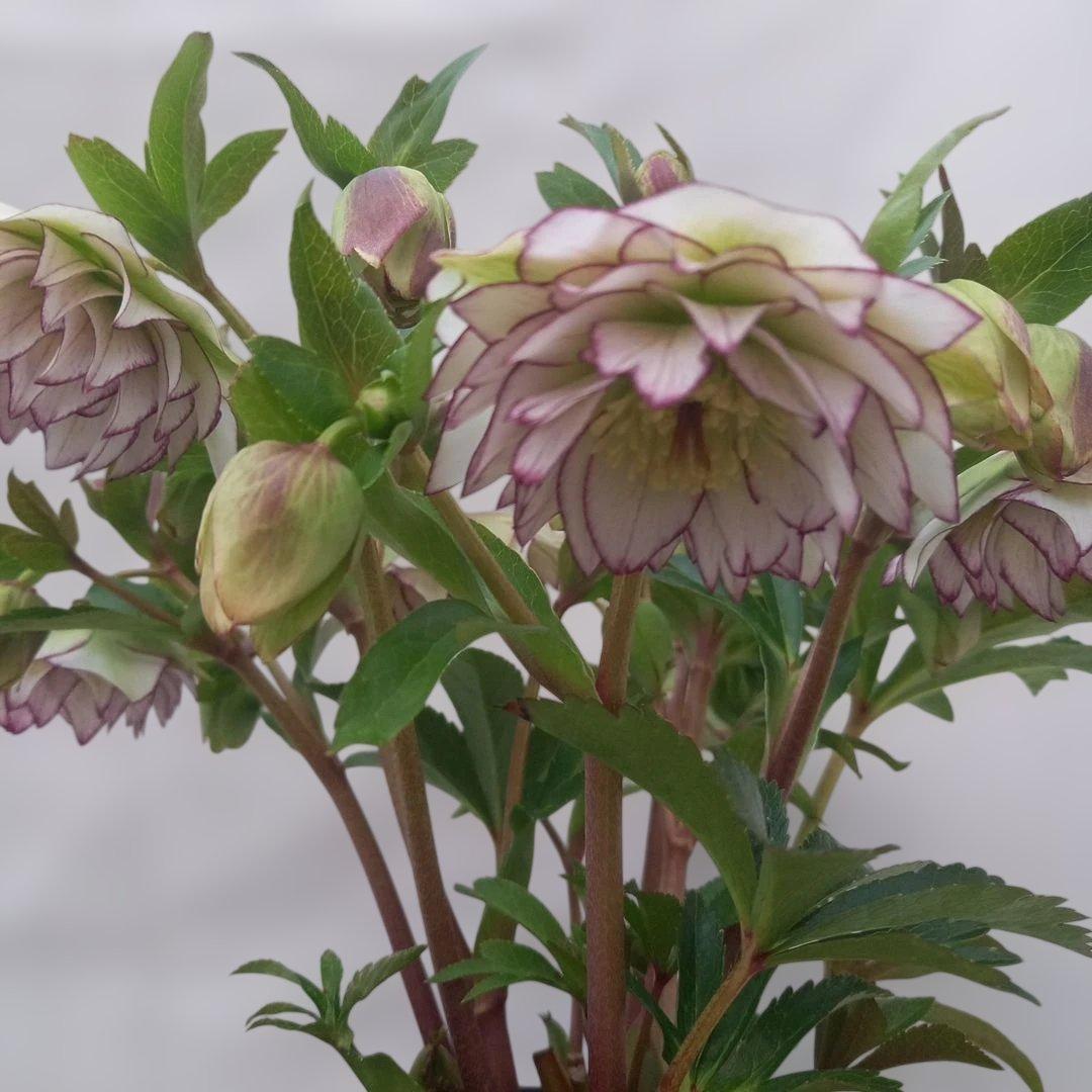 金曜日まで！値下げ！素敵なピコティフリンジ♪クリスマスローズ、大苗、開花株