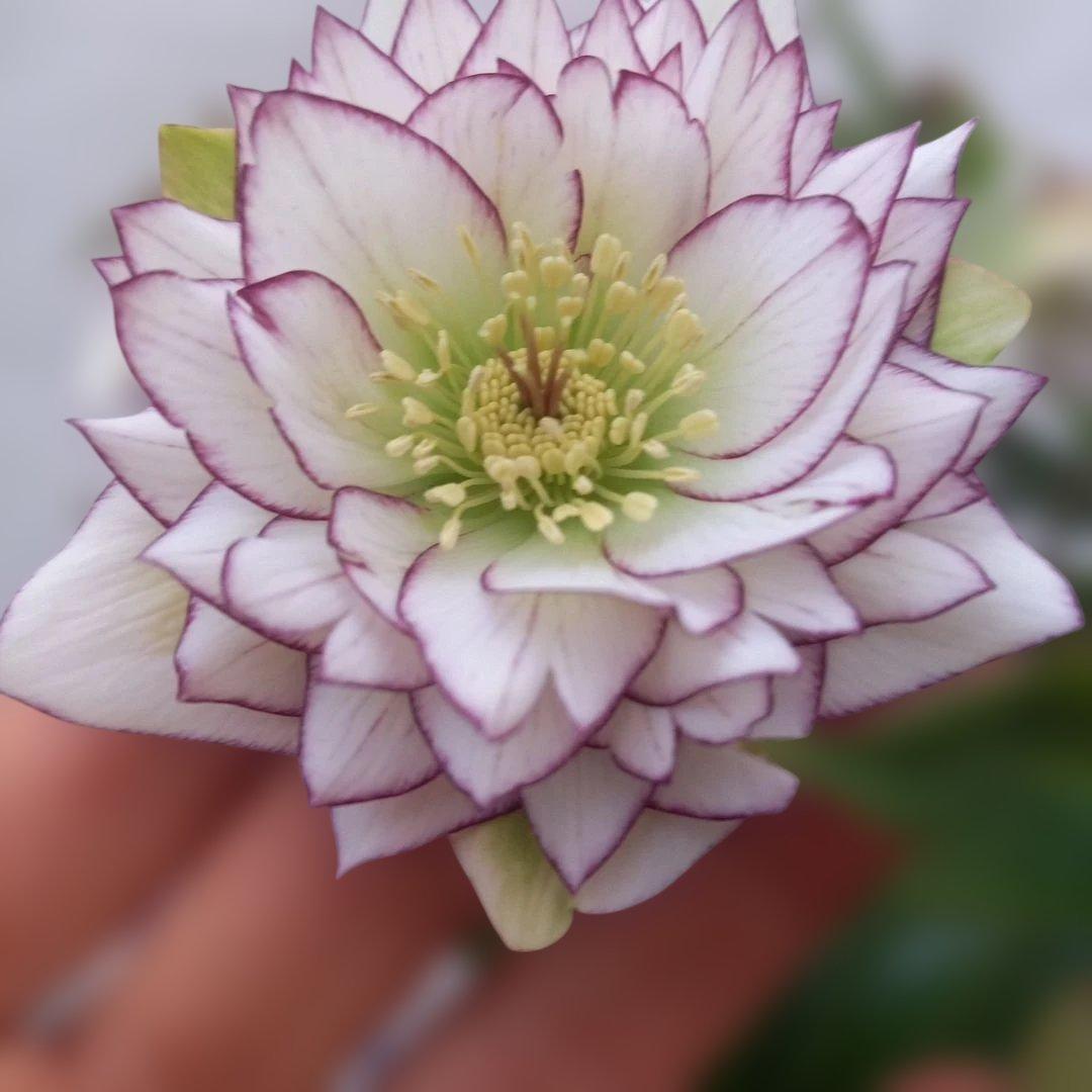 金曜日まで！値下げ！素敵なピコティフリンジ♪クリスマスローズ、大苗、開花株