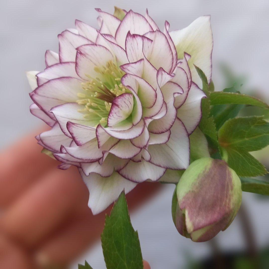 金曜日まで！値下げ！素敵なピコティフリンジ♪クリスマスローズ、大苗、開花株