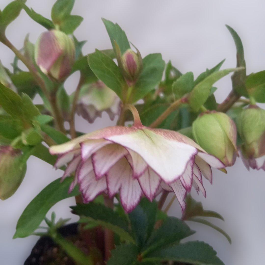 金曜日まで！値下げ！素敵なピコティフリンジ♪クリスマスローズ、大苗、開花株