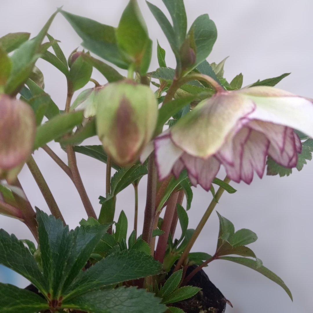 金曜日まで！値下げ！素敵なピコティフリンジ♪クリスマスローズ、大苗、開花株