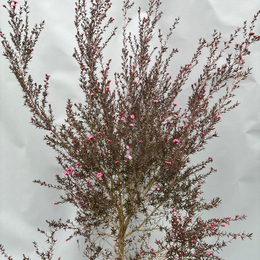 ギョリュウバイ　ピンク　大型