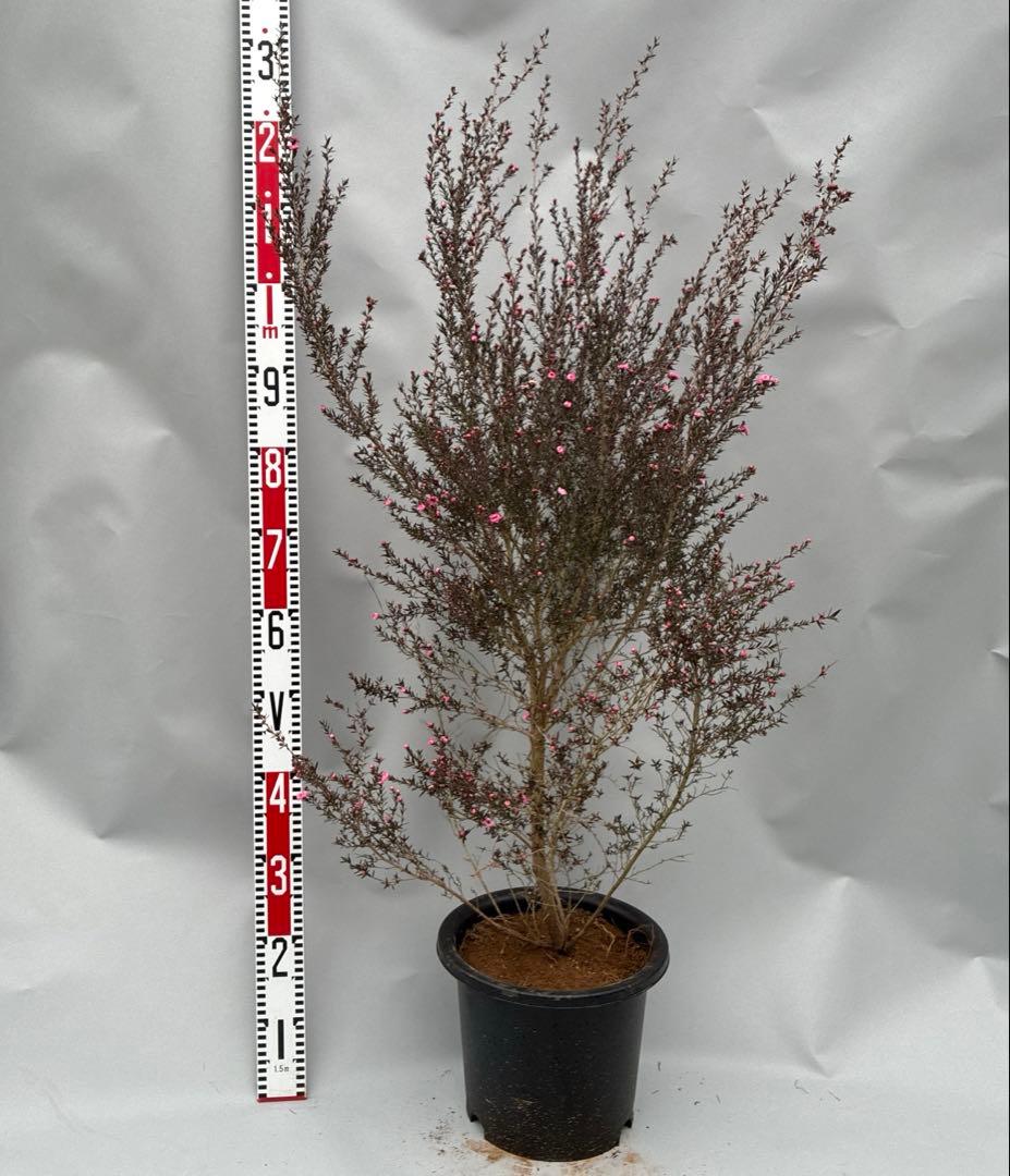 ギョリュウバイ　ピンク　大型