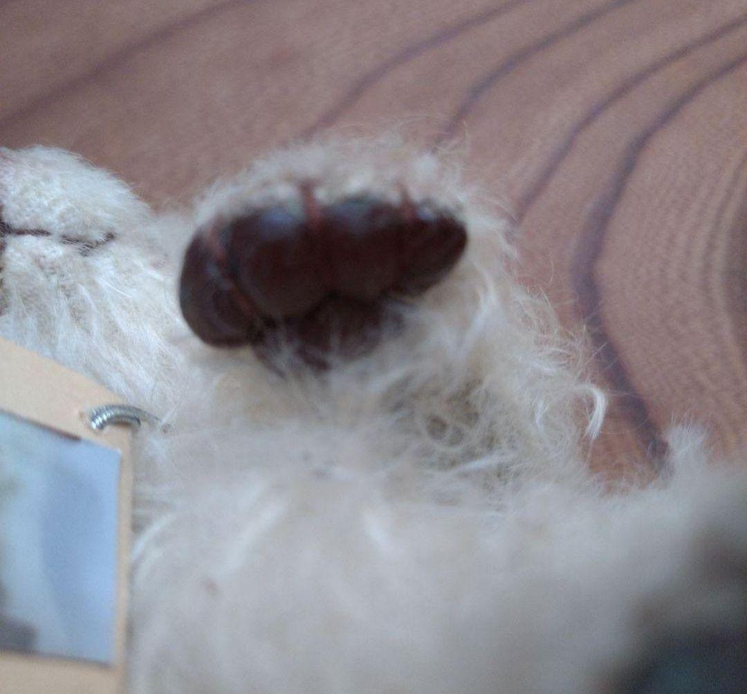 テディベア作家　加賀優香様作　アーティストベア