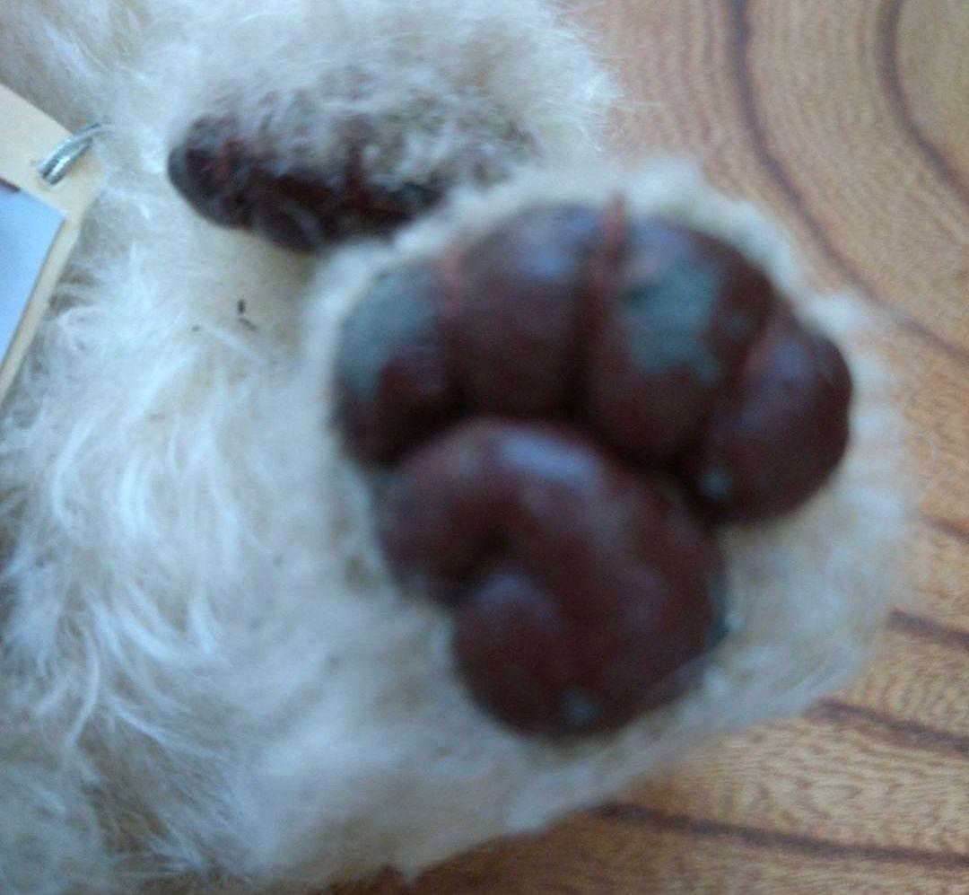 テディベア作家　加賀優香様作　アーティストベア