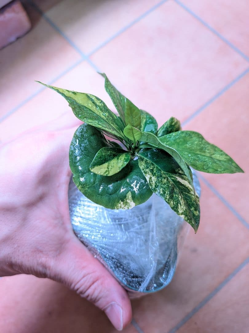 コーヒーの木　斑入り