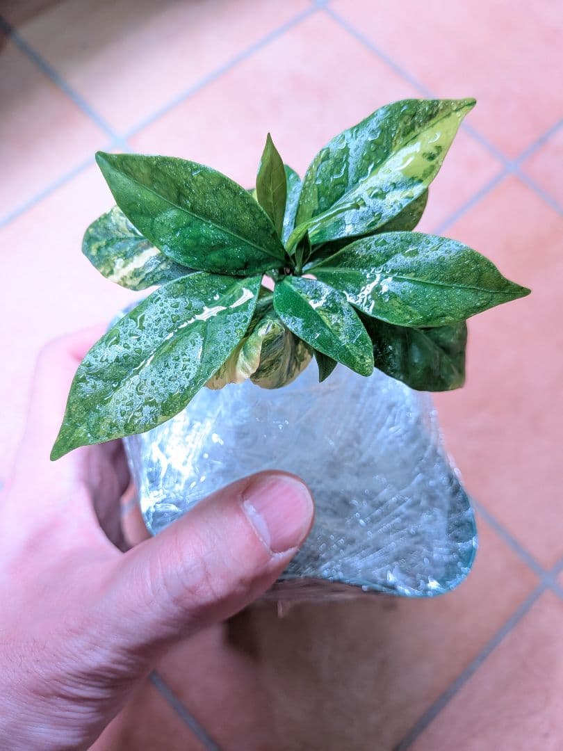 コーヒーの木　斑入り