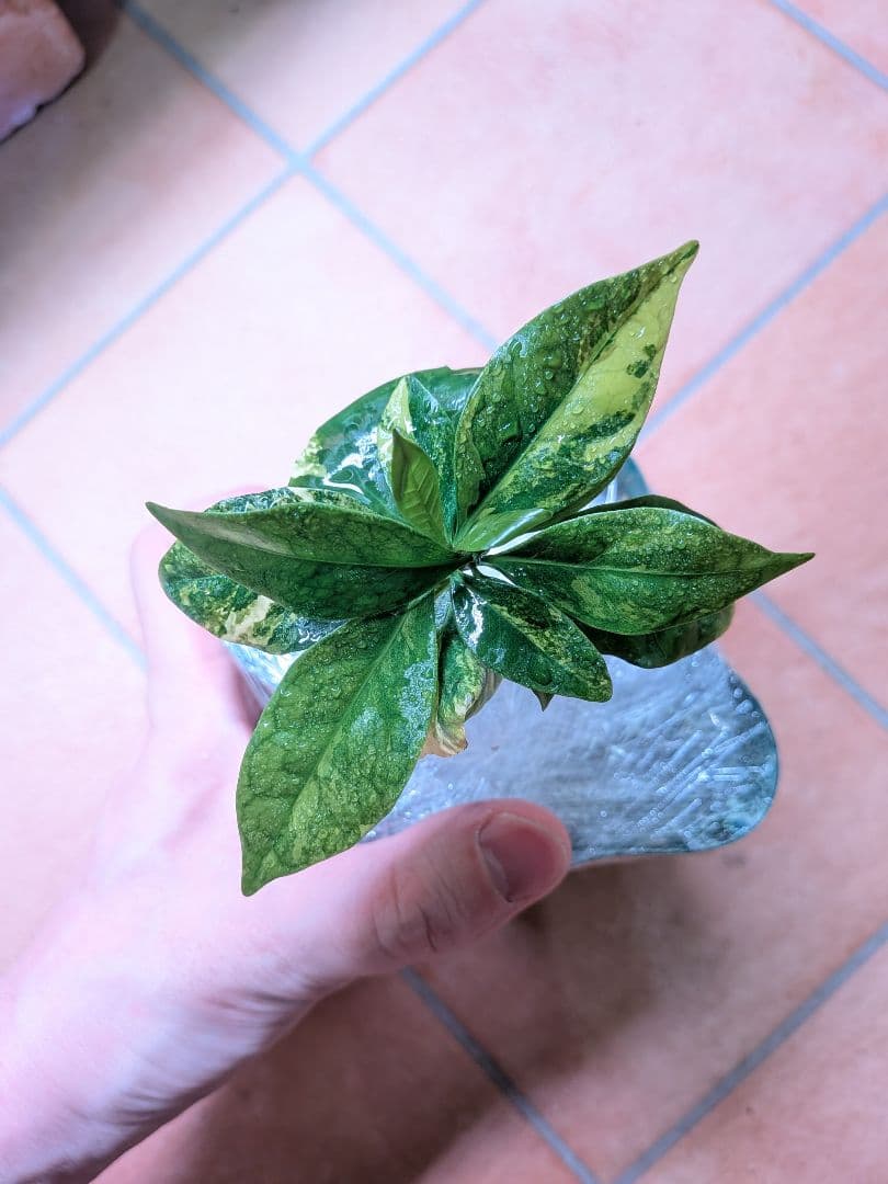 コーヒーの木　斑入り