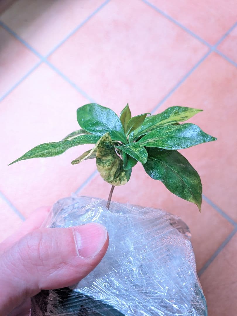 コーヒーの木　斑入り