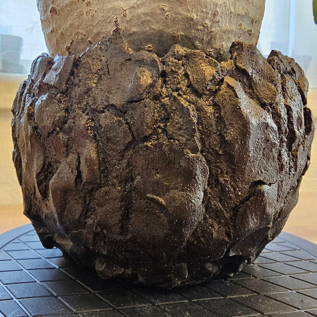 パキポディウム グラキリス 発根済 現地株 中村拓哉 陶器鉢 Gravity