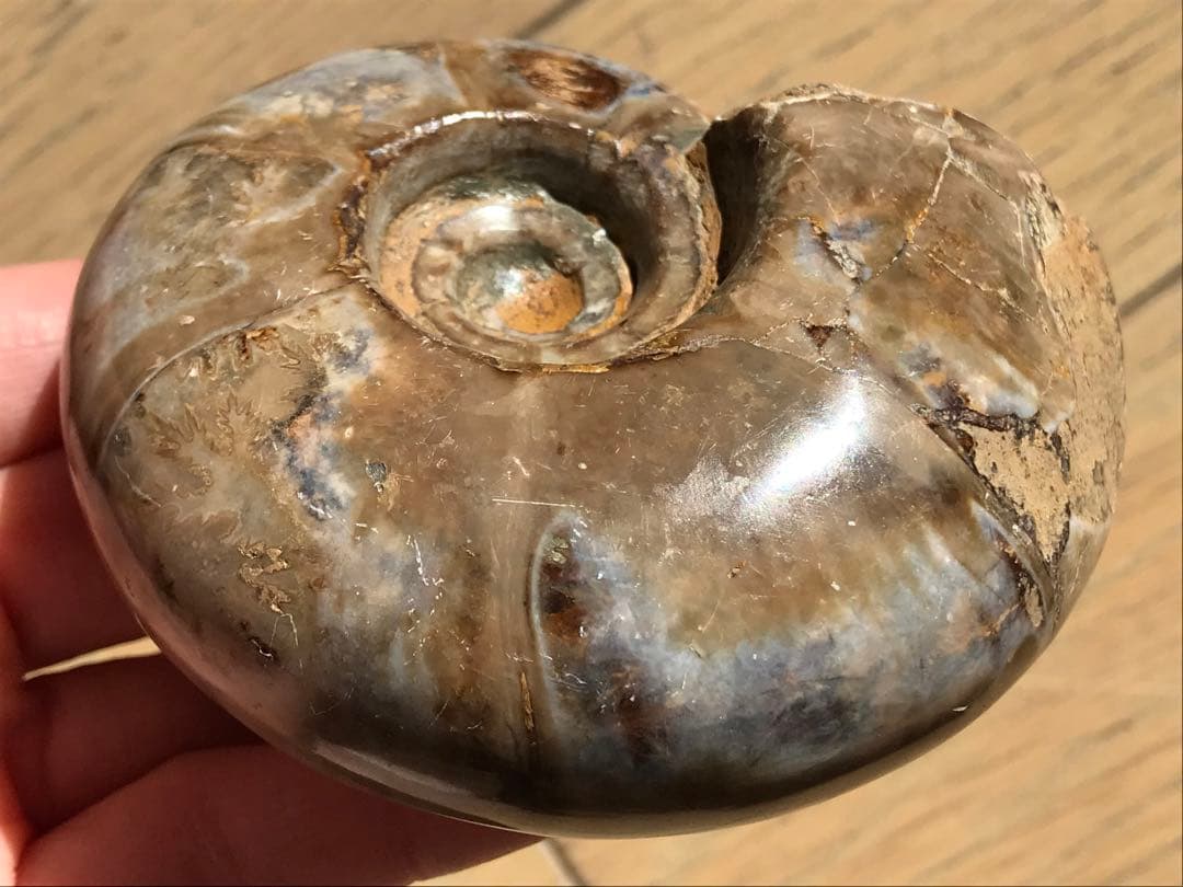 【限定価格】マダガスカル産　アンモナイト化石（プゾシア）中サイズ