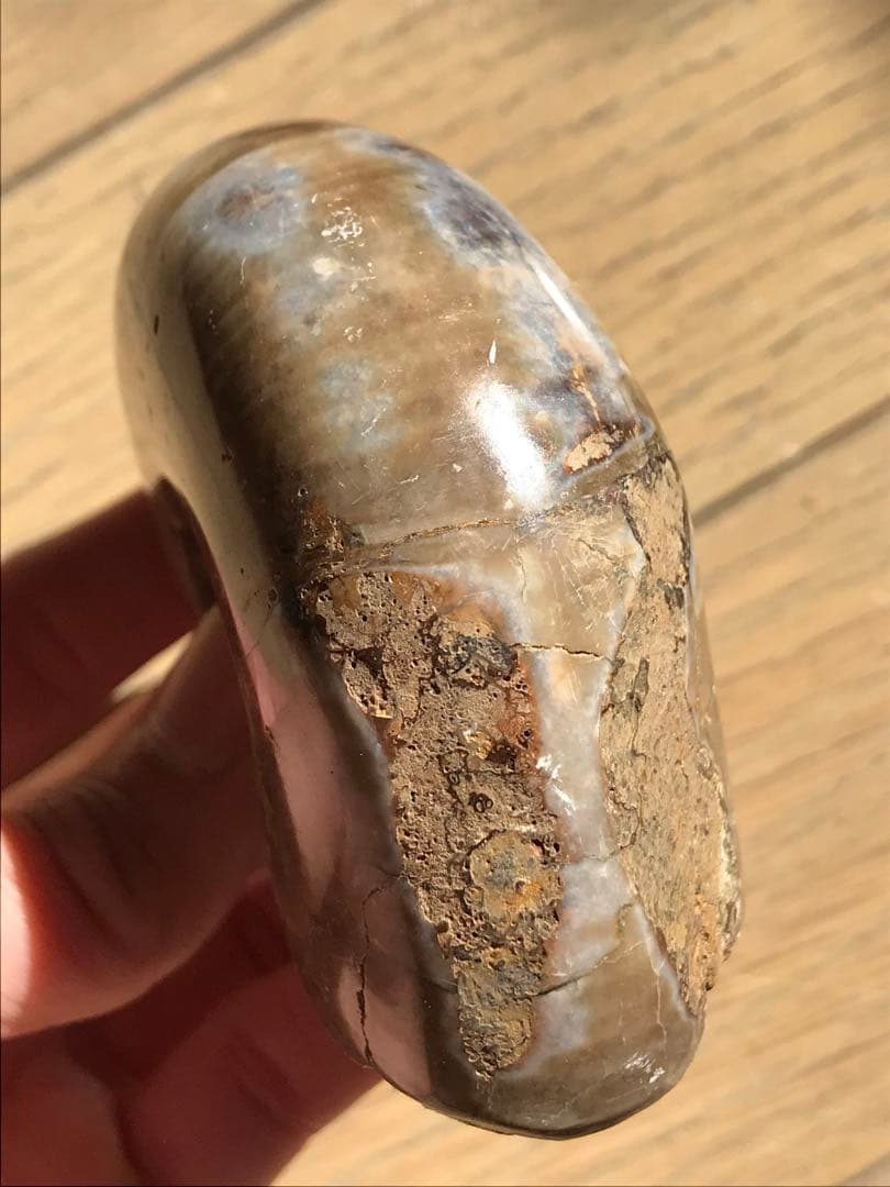 【限定価格】マダガスカル産　アンモナイト化石（プゾシア）中サイズ